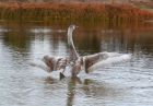 Лебеди на Парковом озере. (2)